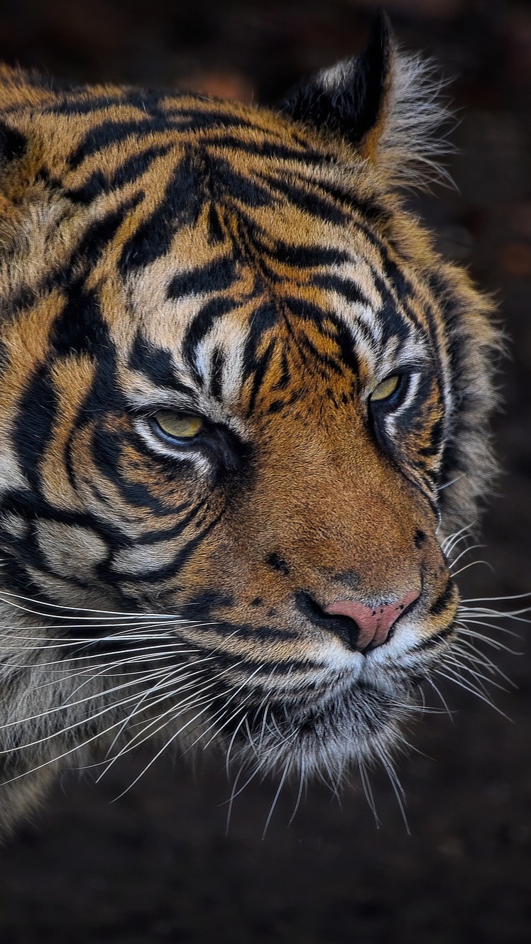Głowa tygrysa sumatrzańskiego