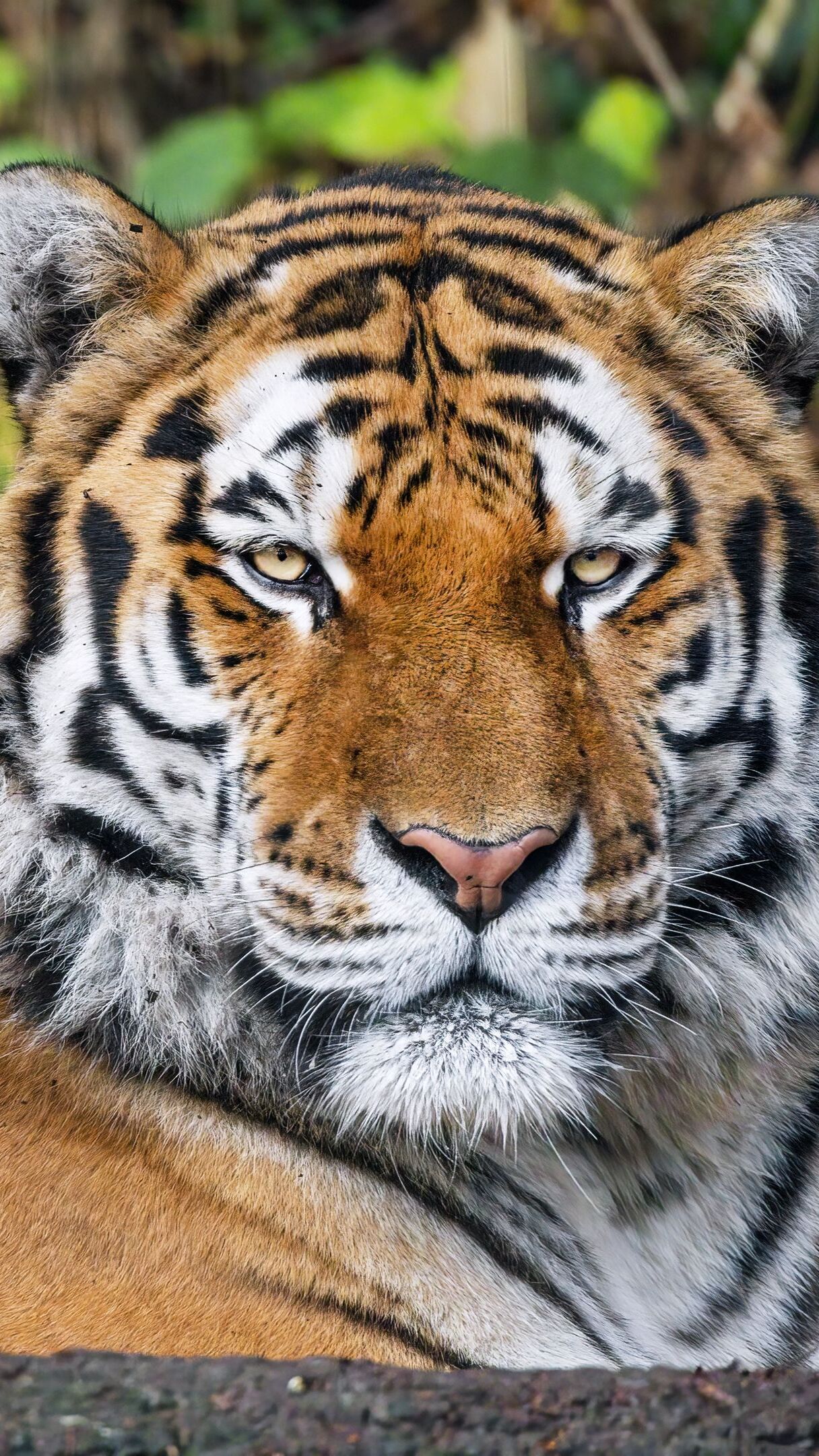 Głowa tygrysa w zbliżeniu