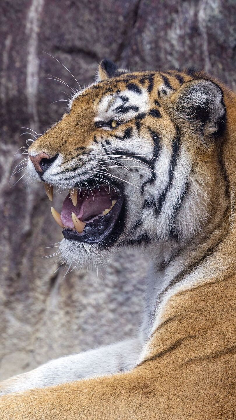 Głowa tygrysa z profilu