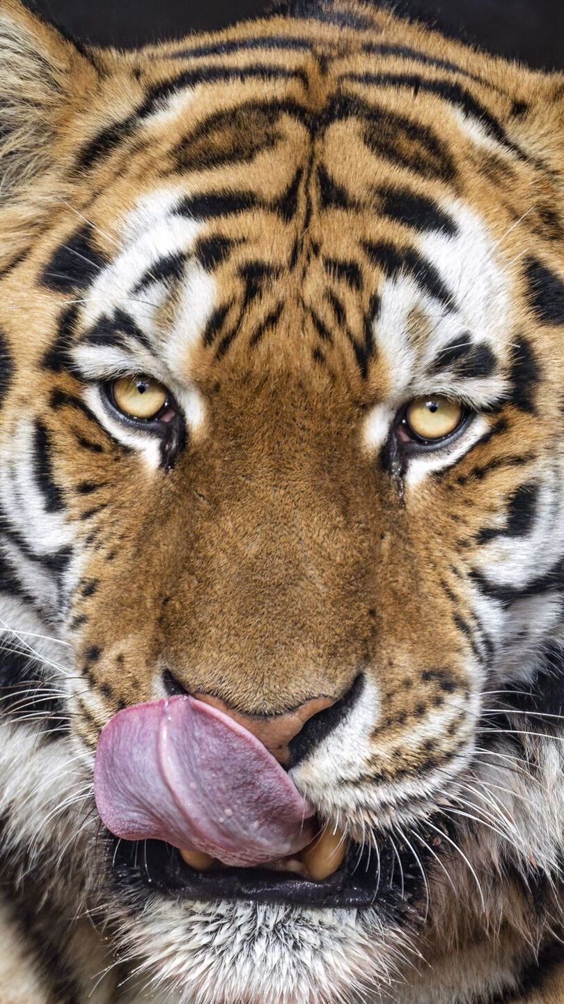 Głowa tygrysa z wystawionym językiem