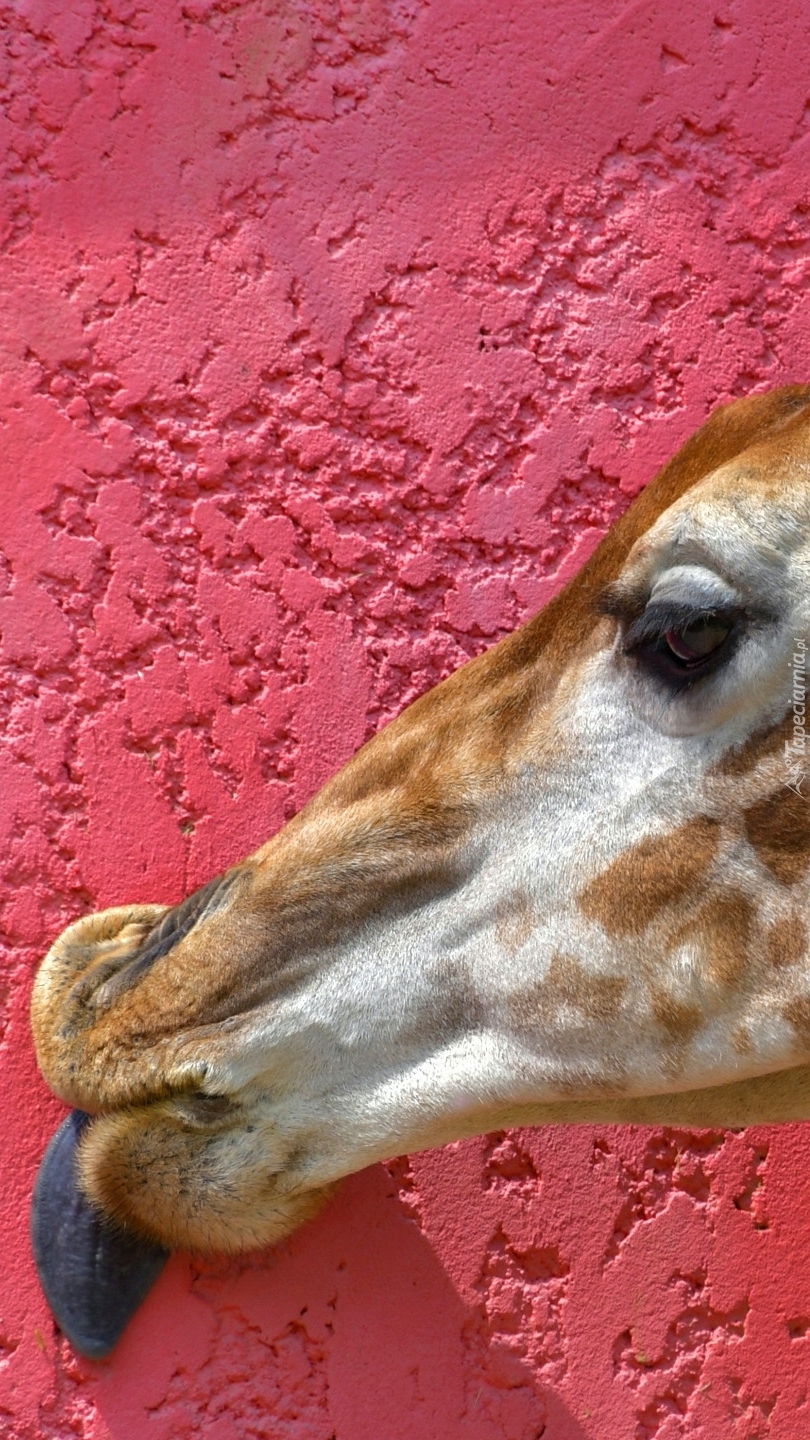 Głowa żyrafy