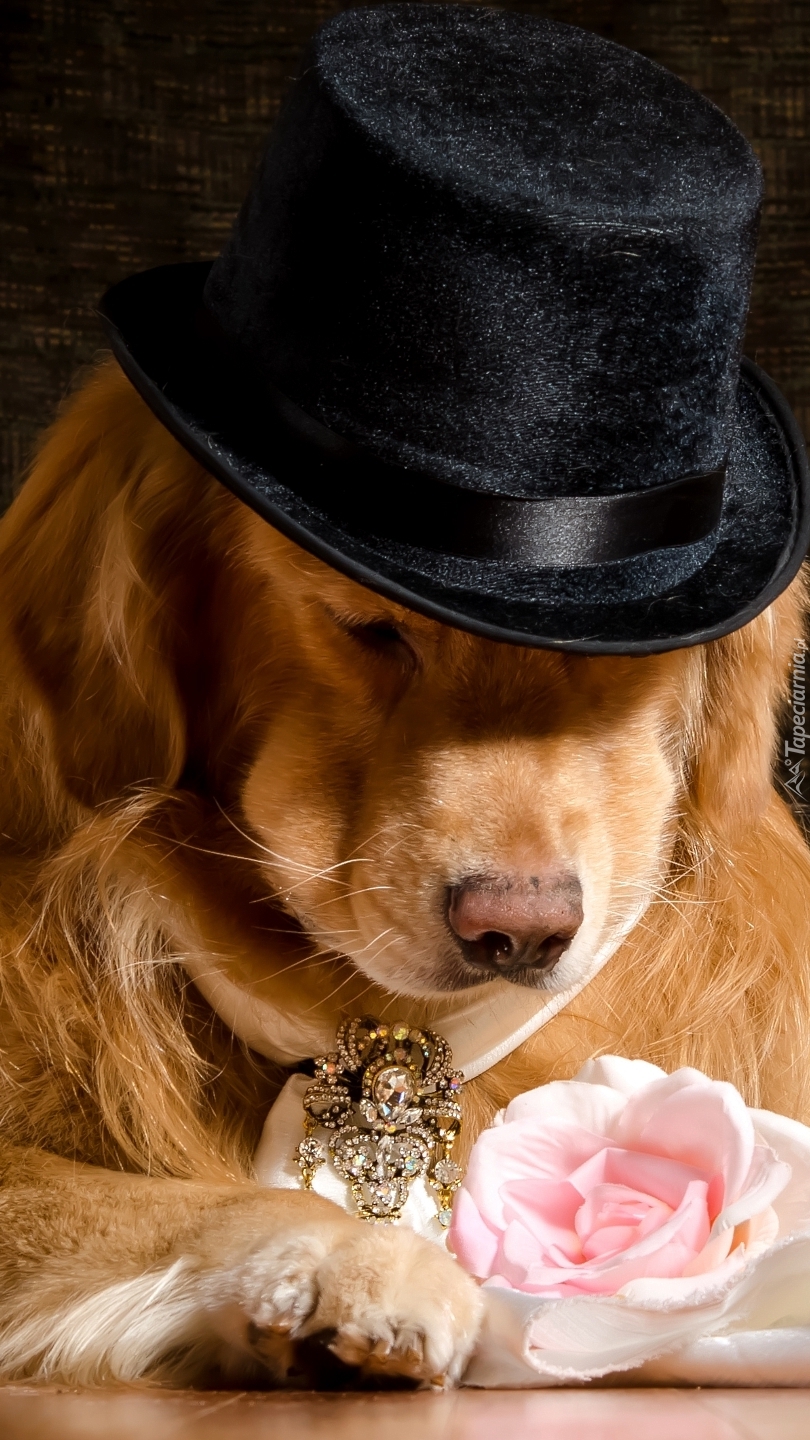 Golden pies w czarnym kapeluszu z różą