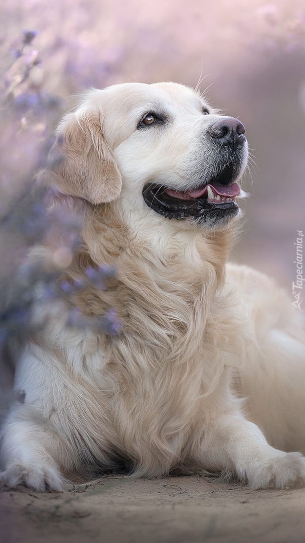 Golden retriever