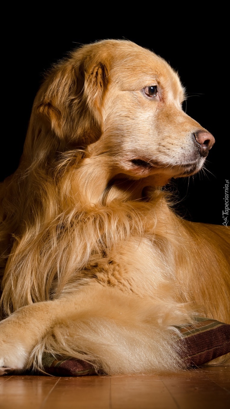 Golden retriever