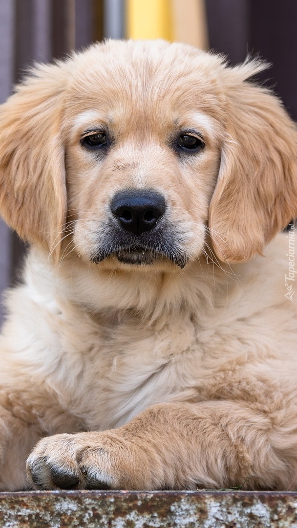 Golden retriever