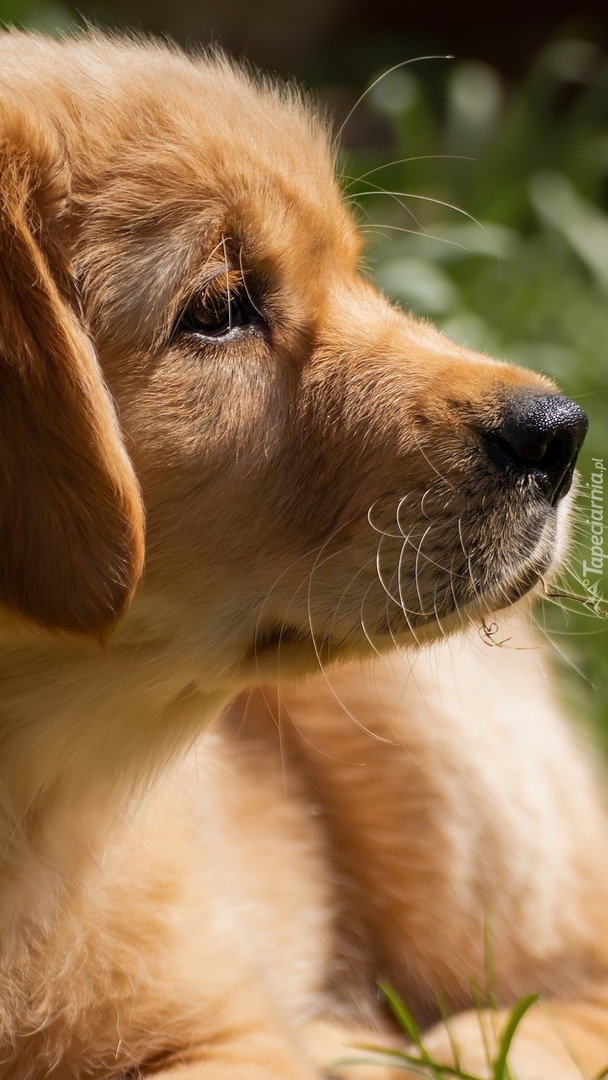 Golden retriever