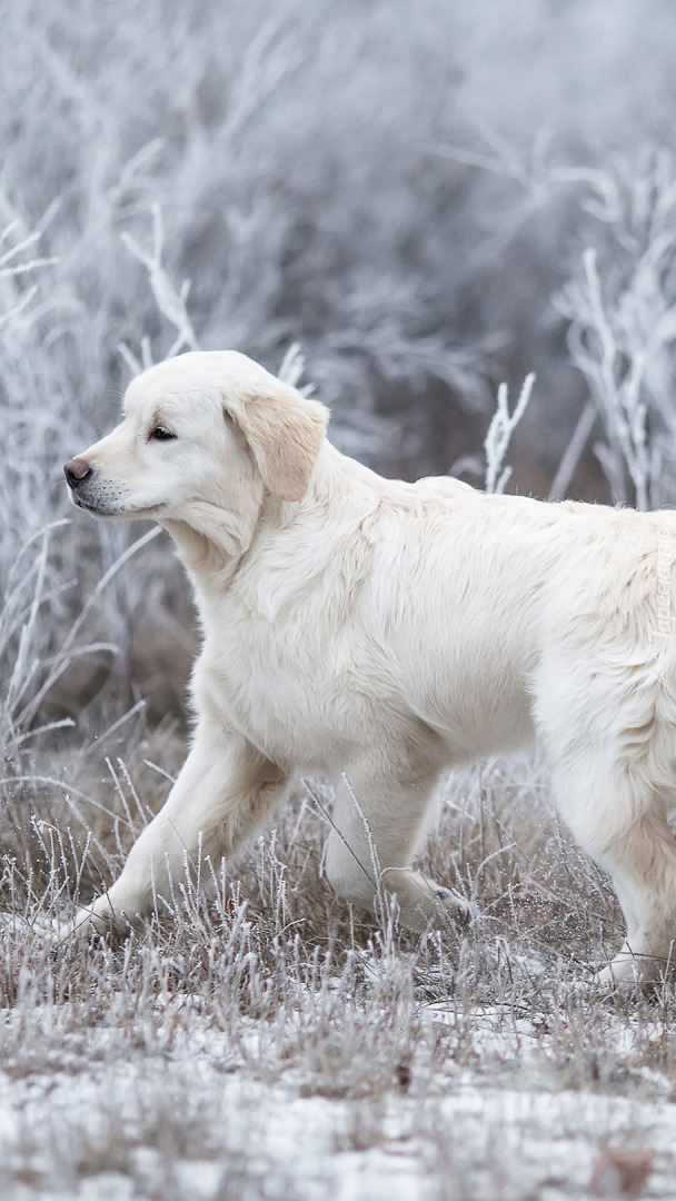 Golden retriever