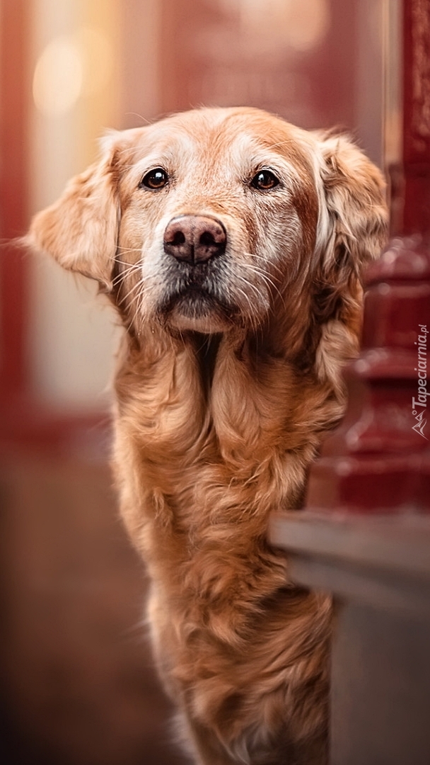 Golden retriever