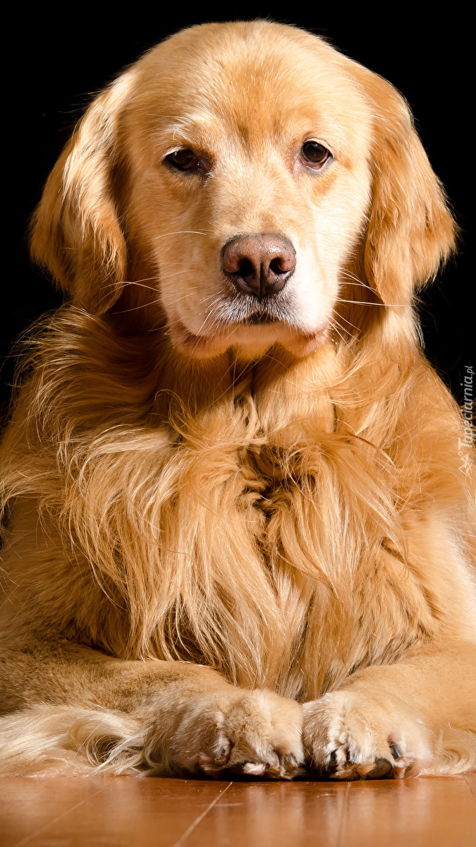 Golden retriever