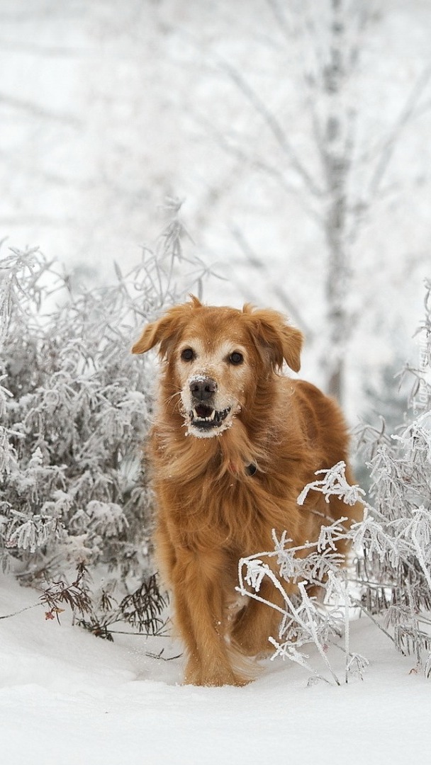 Golden retriever między oszronionymi krzewami