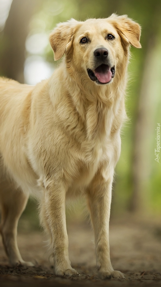 Golden retriever na drodze