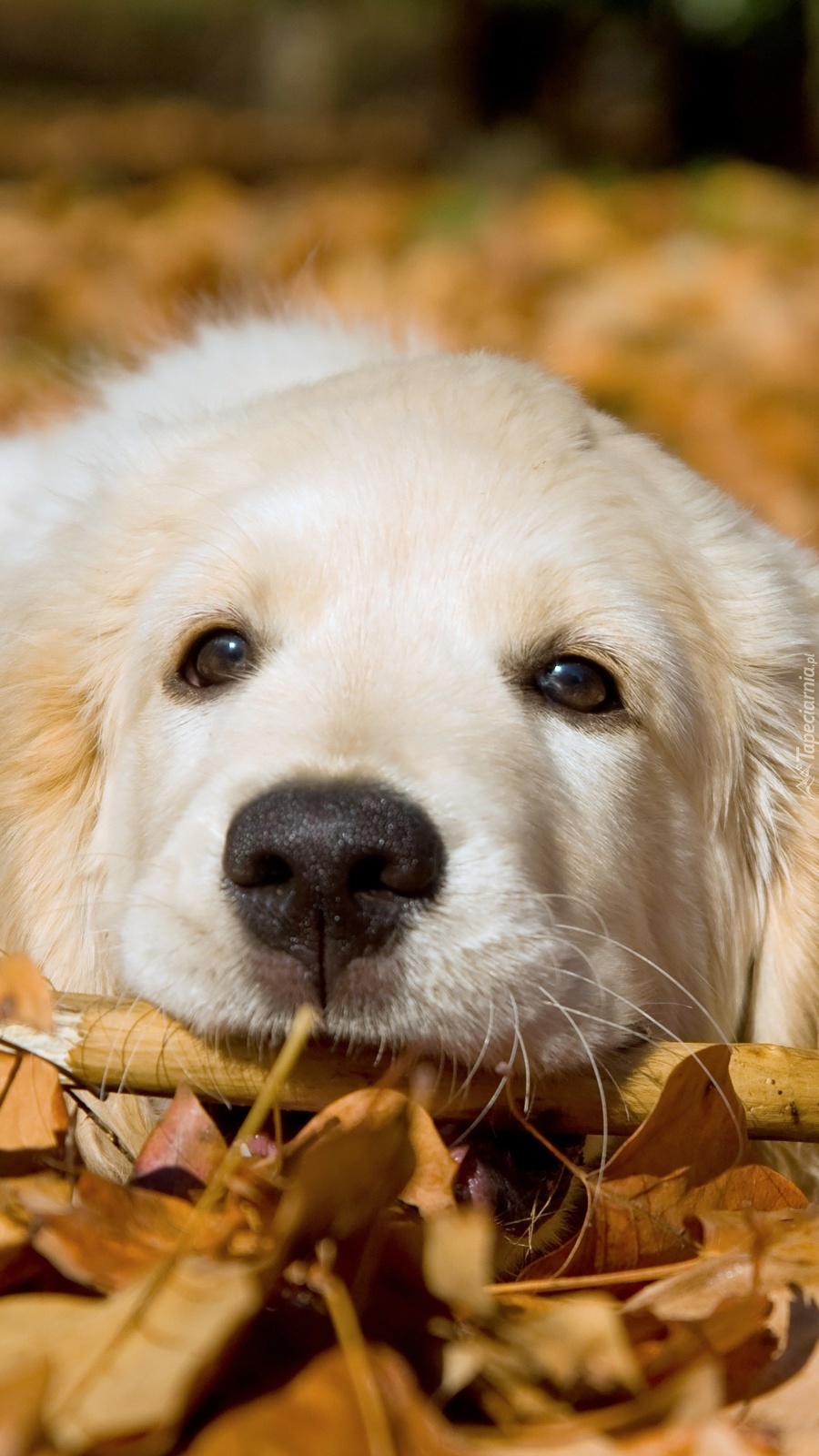 Golden retriever na jesiennych liściach