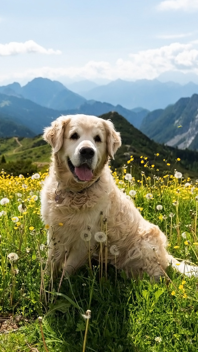 Golden retriever na łące