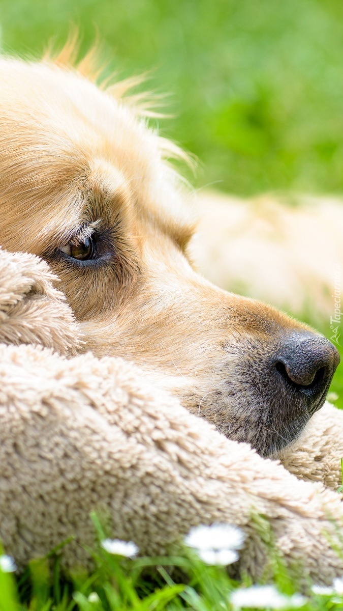 Golden retriever  na łące