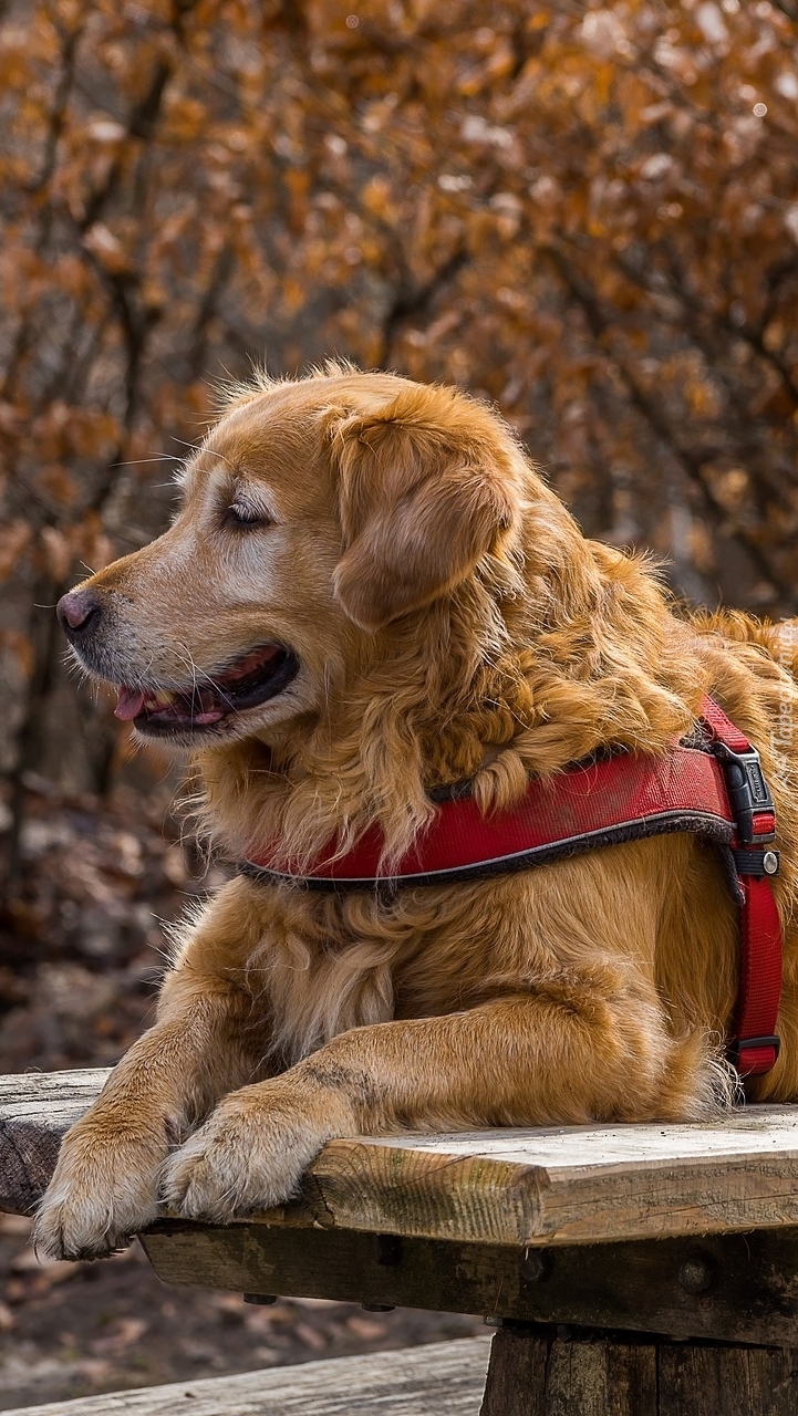 Golden retriever na ławce