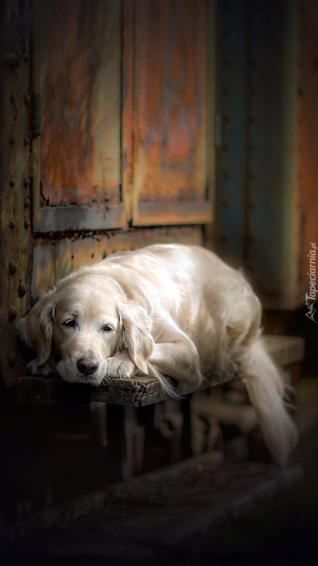 Golden retriever na ławce