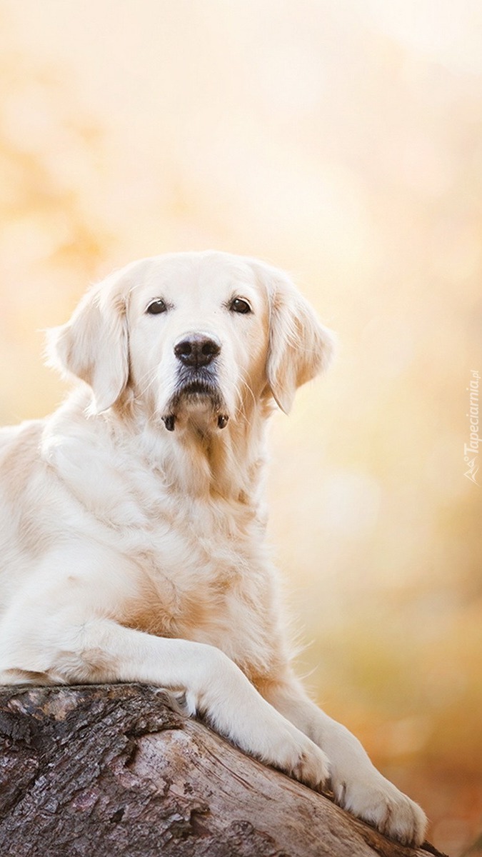 Golden retriever na pniu