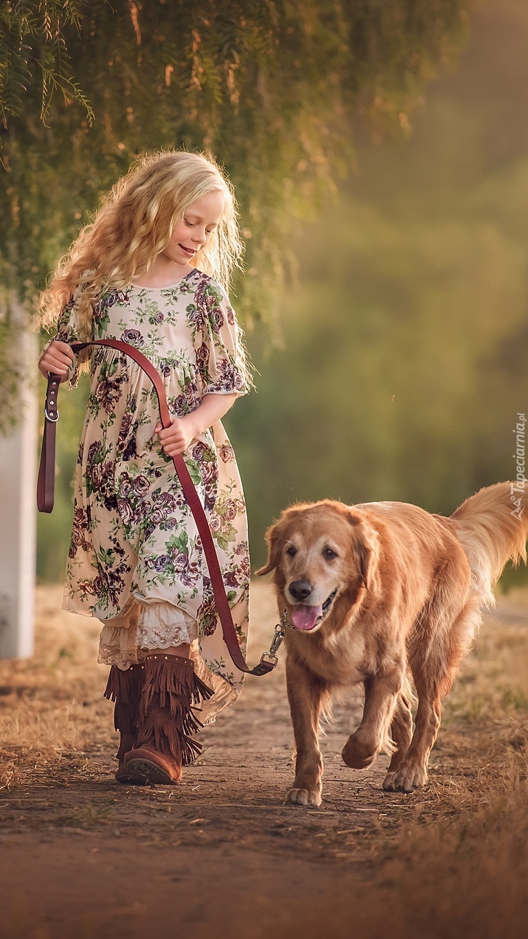 Golden retriever na spacerze z dziewczynką