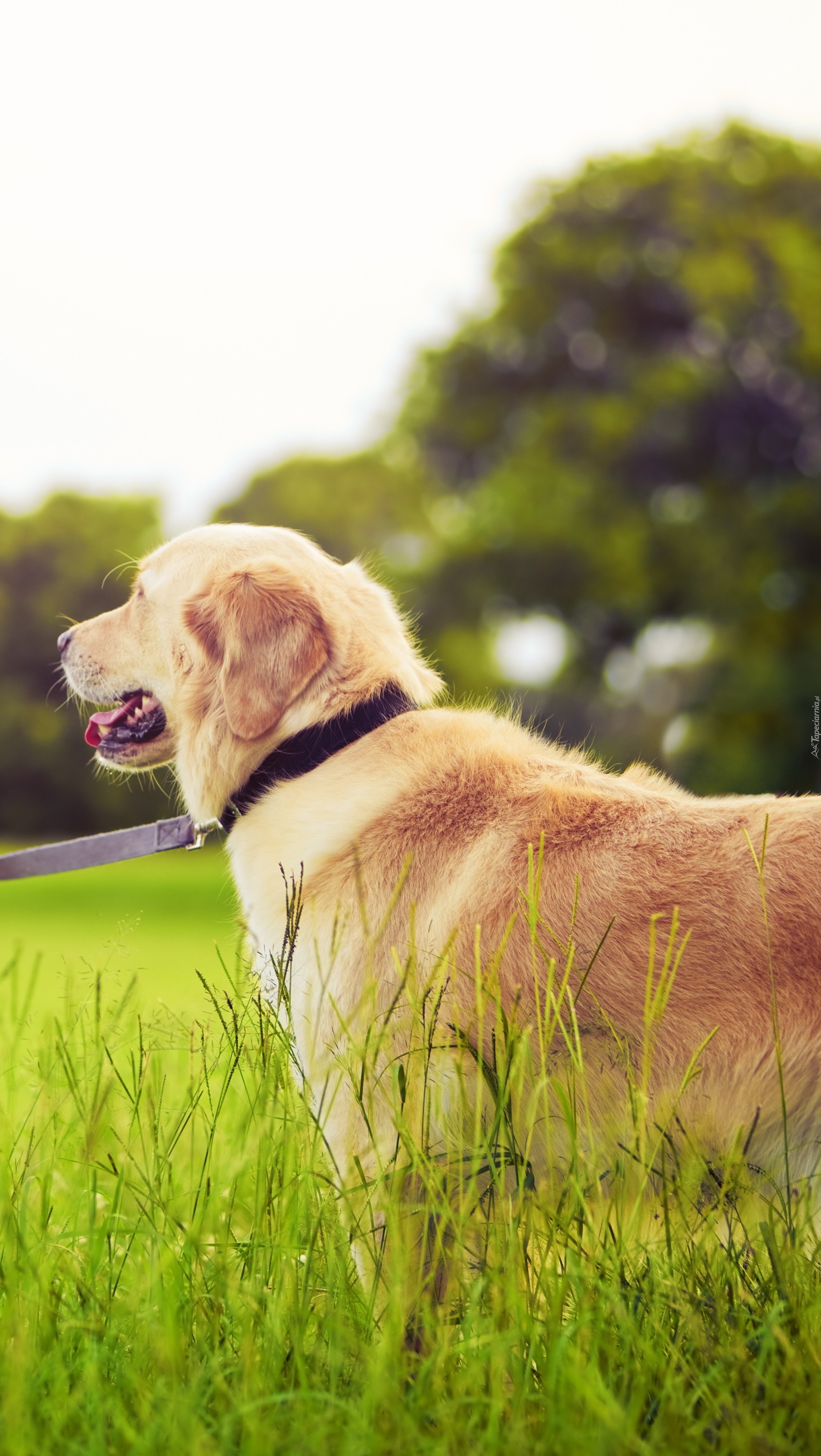 Golden retriever na spacerze