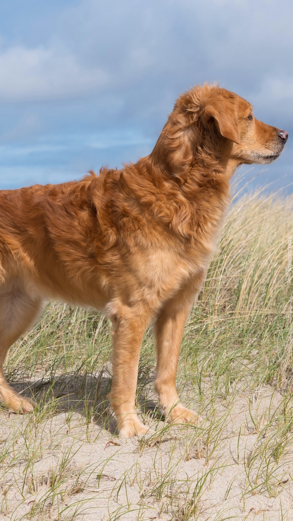 Golden retriever na trawie