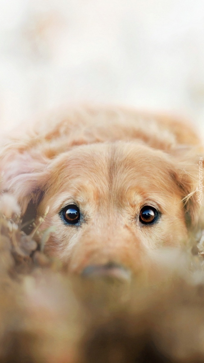 Golden retriever o smutnych oczach