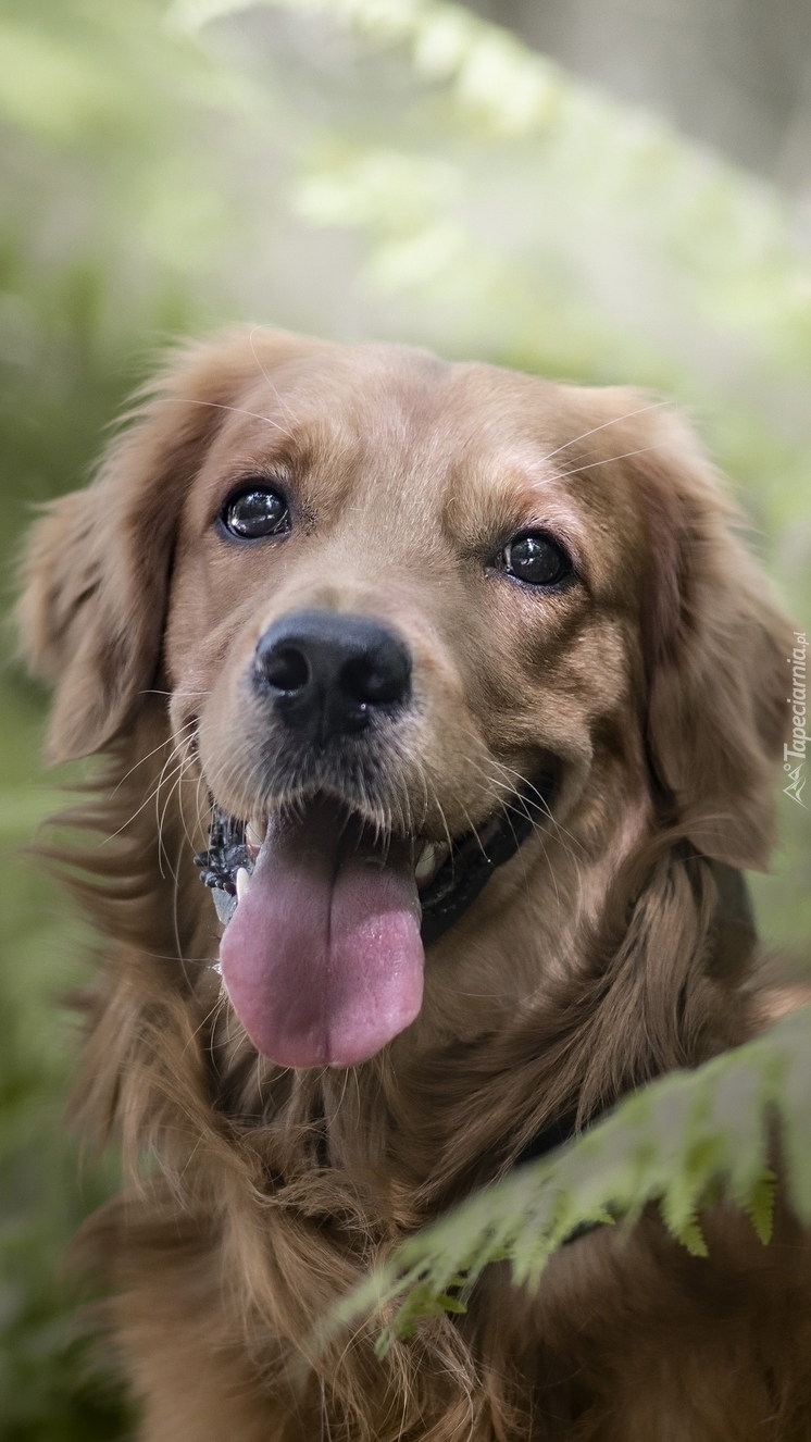 Golden retriever obok paproci