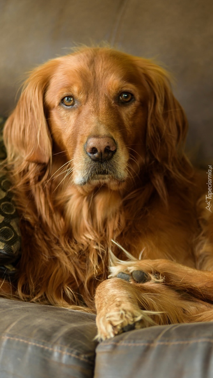 Golden retriever odpoczywa na kanapie