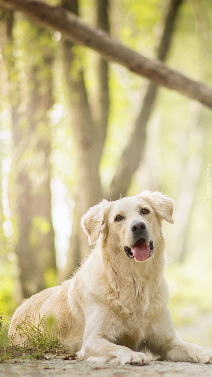 Golden retriever odpoczywający na drodze w lesie