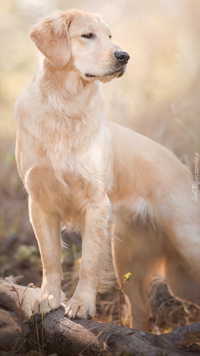 Golden retriever oparty o konar