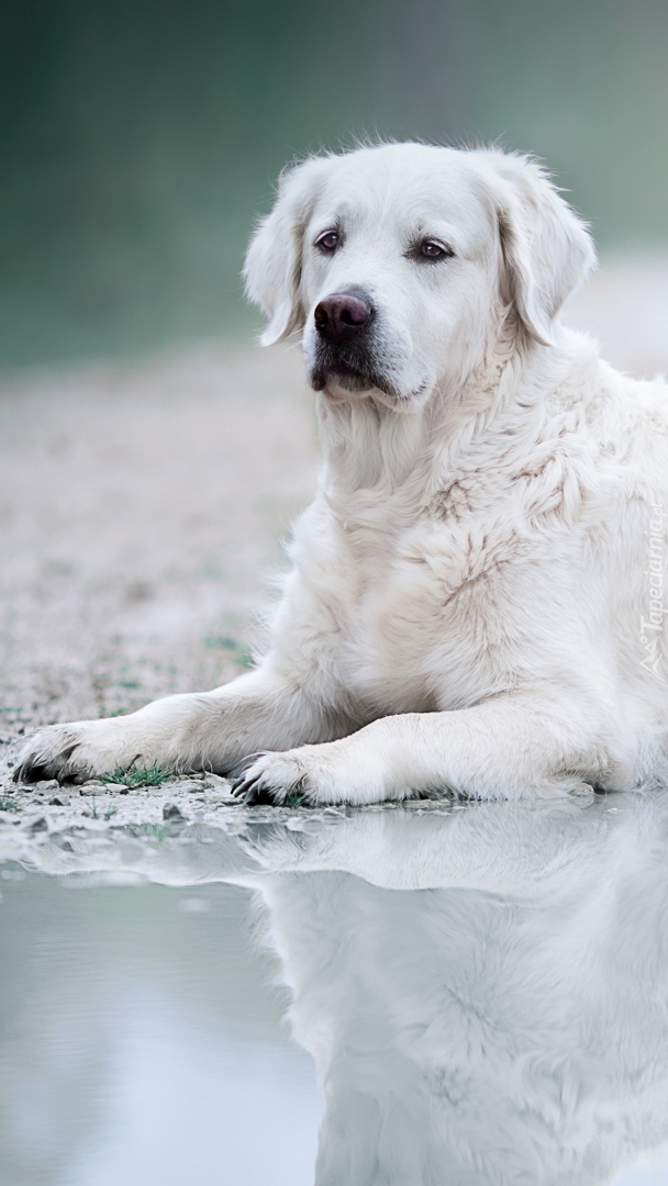 Golden retriever przy kałuży