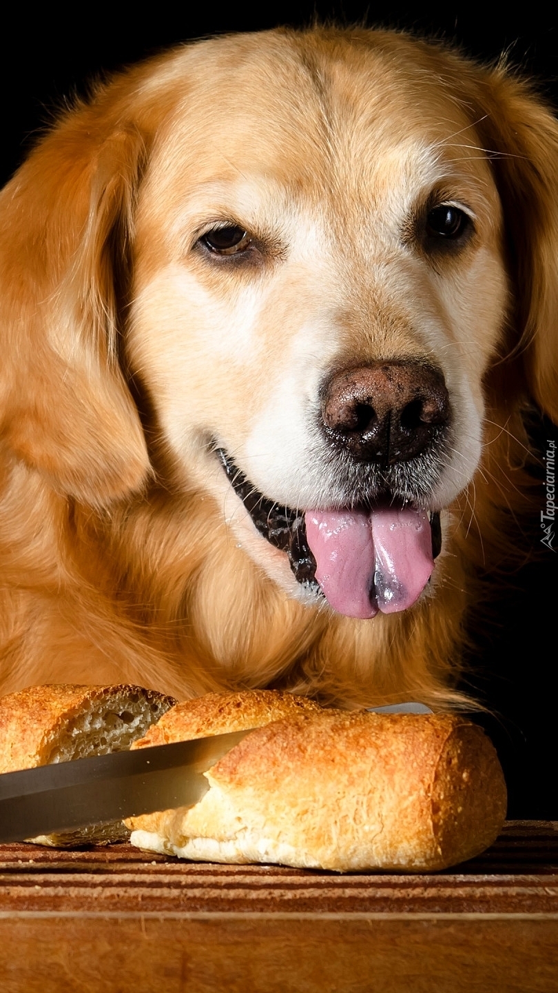 Golden retriever przy pieczywie