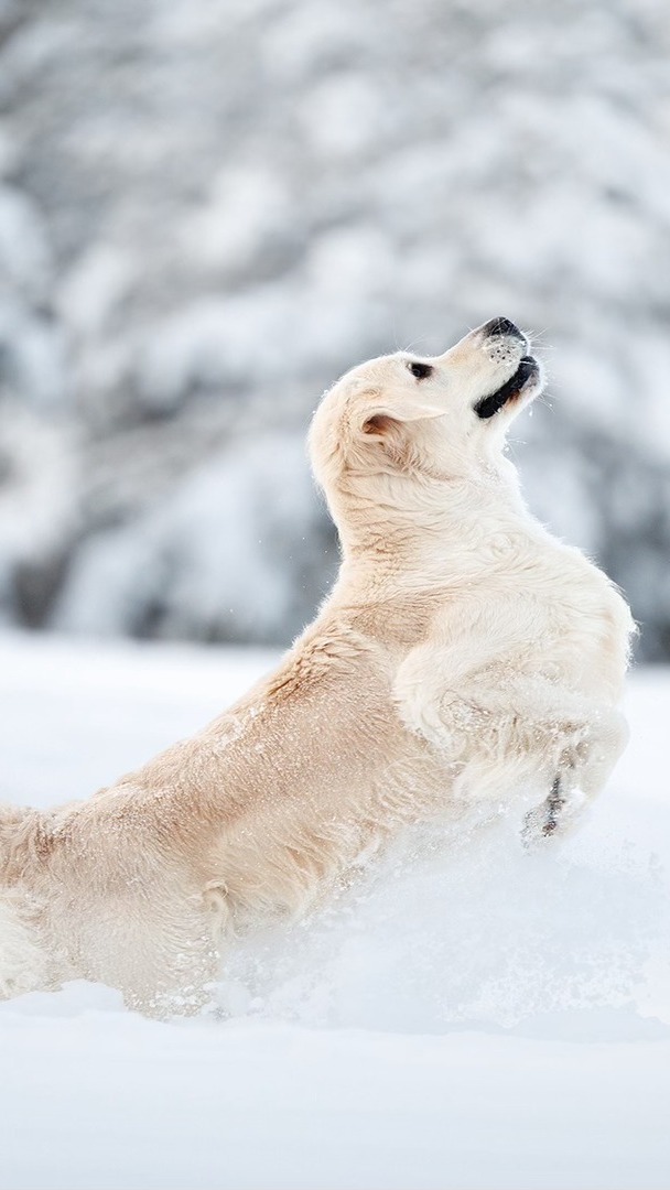 Golden retriever skaczący po śniegu