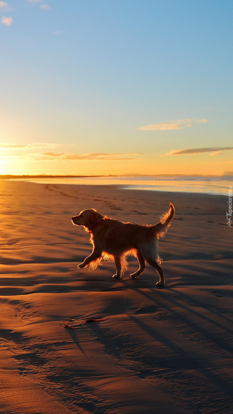 Golden Retriever spacerujący po plaży o wschodzie słońca