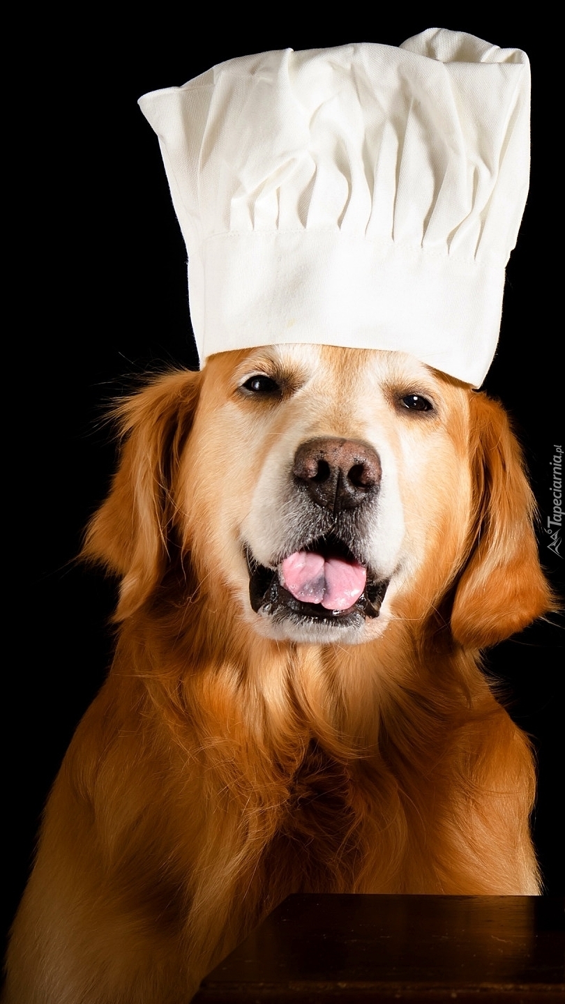 Golden retriever w czapce