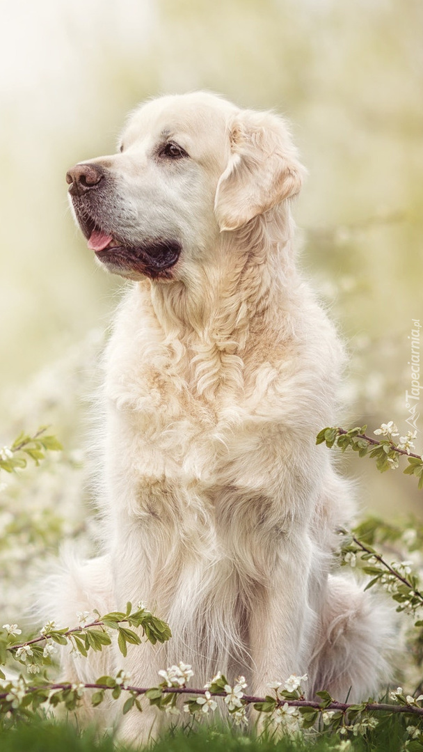 Golden retriever w gałązkach z kwiatami