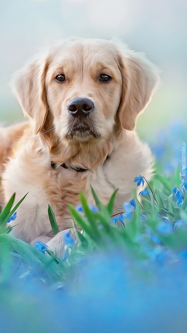 Golden retriever w grafice