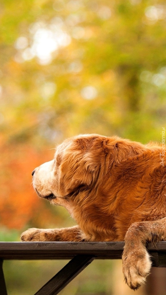 Golden retriever w parku na ławce