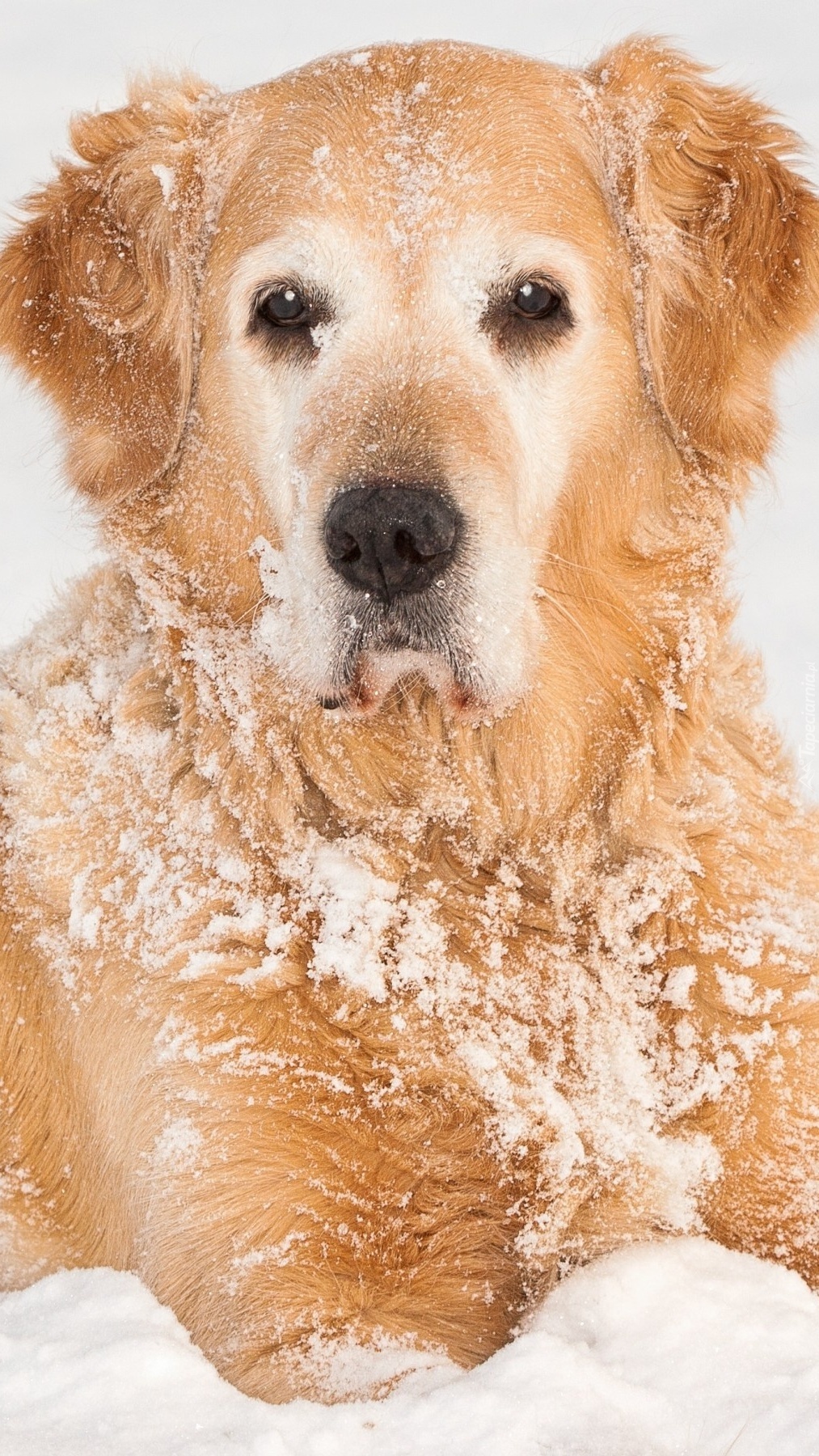 Golden retriever w śniegu