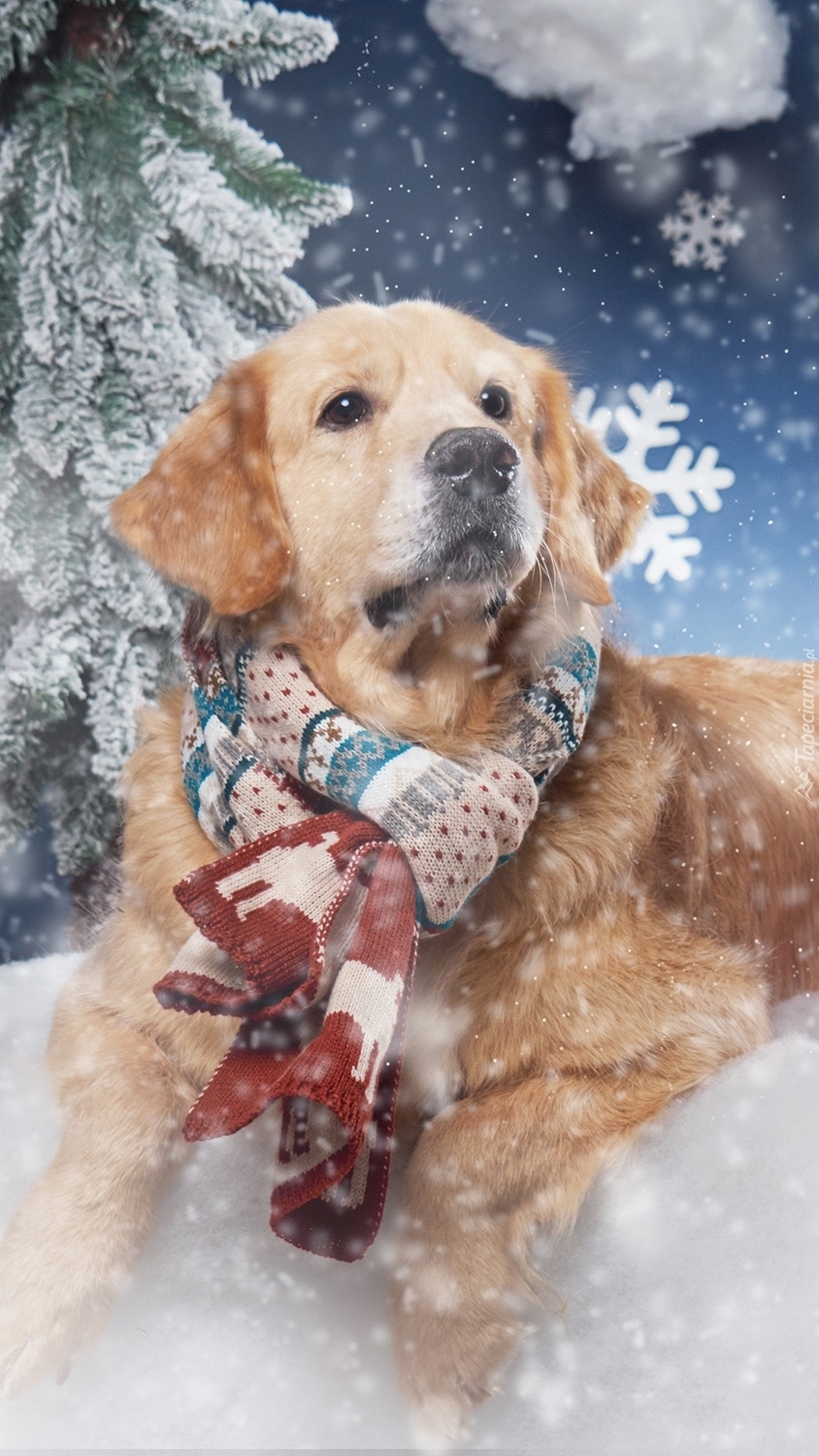 Golden retriever w szaliku