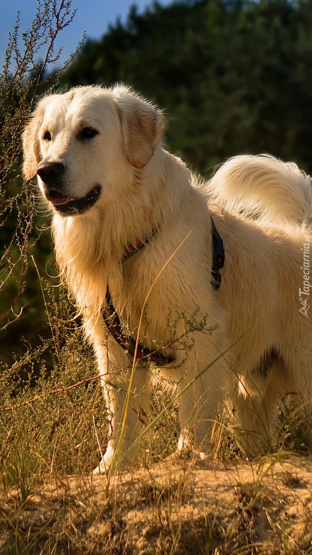 Golden retriever w szelkach