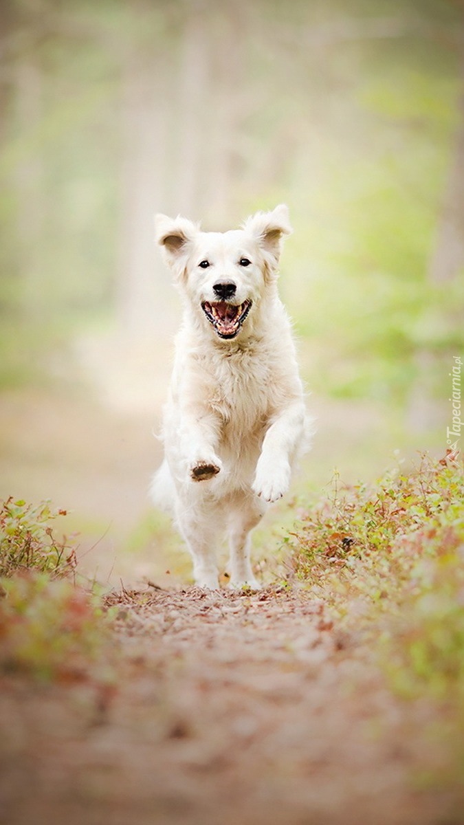 Golden retriever w wyścigu po kość