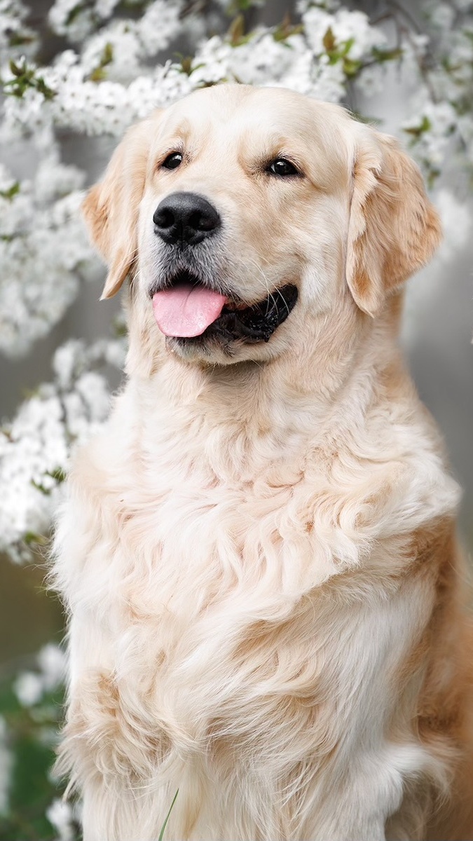 Golden retriever w zbliżeniu