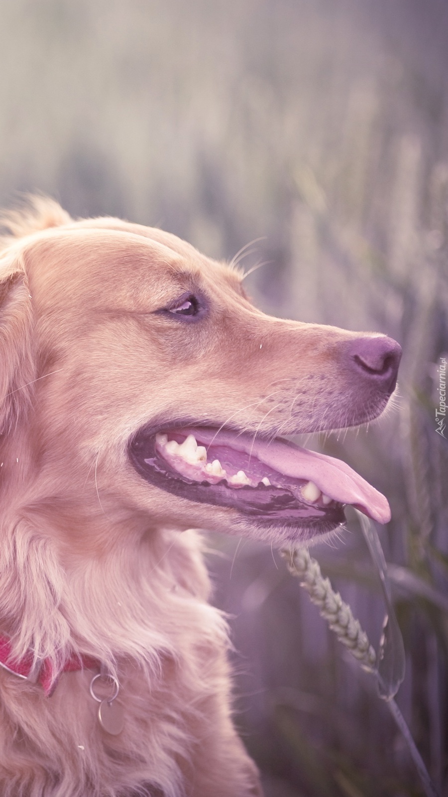 Golden retriever w zbożu