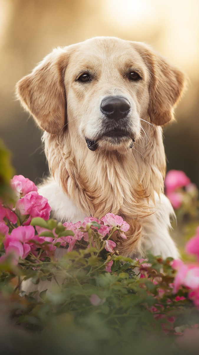 Golden retriever wśród różowych róż