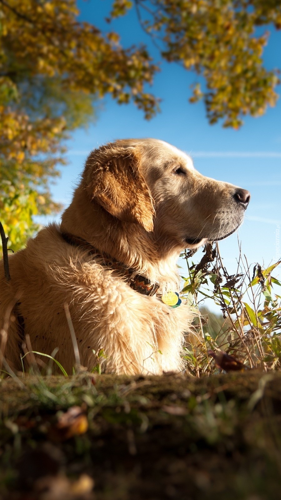 Golden Retriever wygrzewający się w jesiennym słońcu