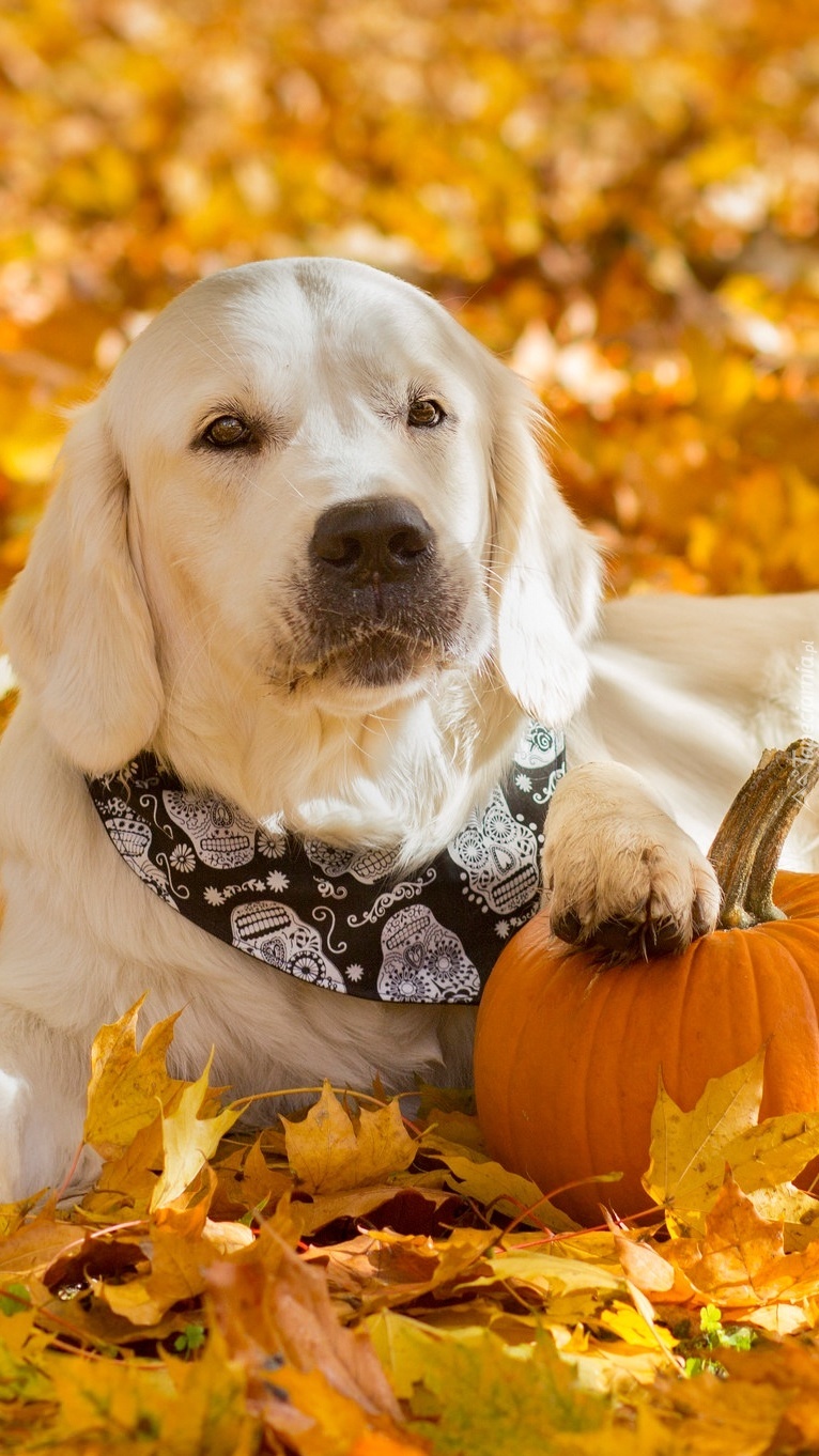 Golden retriever z łapką na dyni