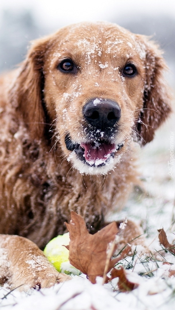 Golden retriever zimą w śniegu