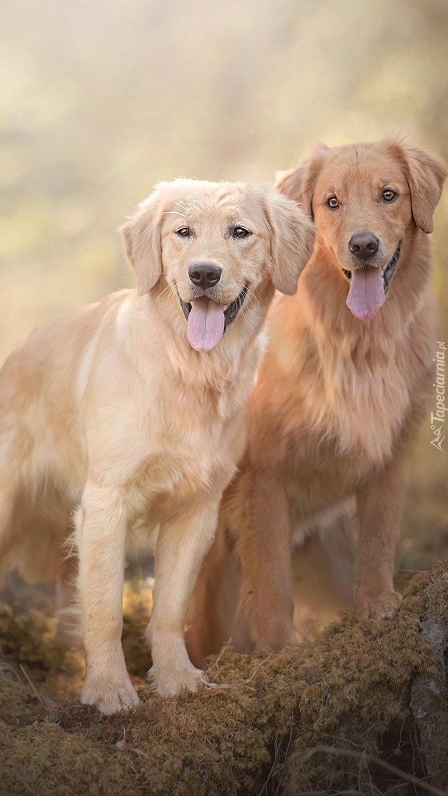 Golden retrievery na ściółce