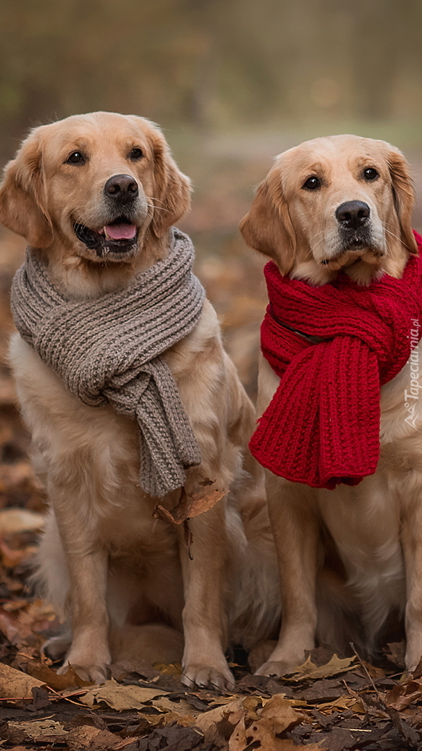 Golden retrievery