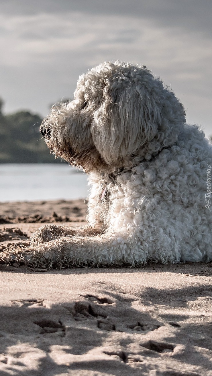 Goldendoodle na piasku